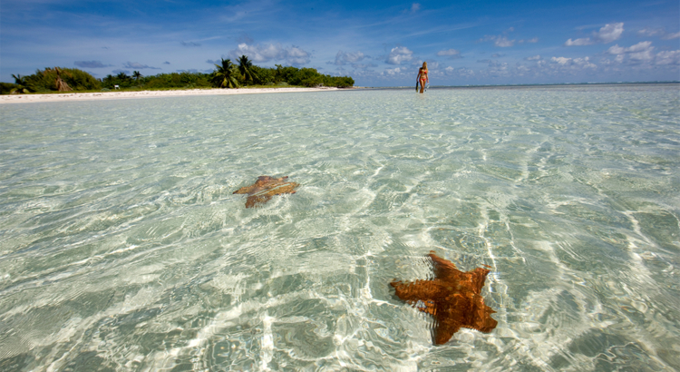 Cayman Islands Meer Strand Seestern Foto Cayman Islands Department of Tourism